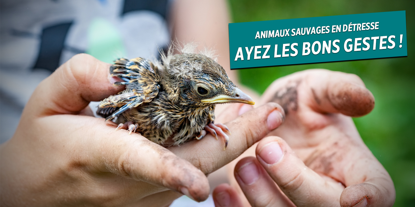 Faune en détresse : ayez les bons gestes !